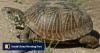 Chinese nationals plead guilty to illegally shipping turtles from US to Hong Kong