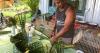 Maui gene bank considers, and conserves, the coconut
