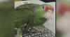 Animal rescues caring for birds seized from Baltimore pet shop