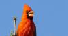 Got to Birds Build Their Songs Using Just Eight Musical Elements, Study Finds article