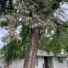 Dakota Gardener: Woes of the American elm – It’s complicated…