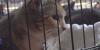 Rapid City rescue extends 50% off cat adoptions after weekend ends with none adopted
