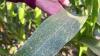 Southern rust confirmed in four Iowa counties