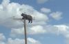 (VIDEO) Bear That Climbed a New Mexico Utility Pole Dies of Electrocution Despite Wildlife Officials' Advice