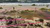 Tropical Storm Bertha washes away sea turtle nests along Florida's Gulf Coast