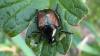Gardeners, rejoice! Possible parasite of Japanese beetle spotted in N.S.