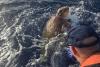 450-pound sea turtle rescued off Florida Keys with Coast Guard help is now recovering