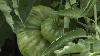 Urban farmer sees more people wanting to grow lettuce amid cyclosporiasis outbreak