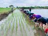 Chinese researchers achieve major breakthrough in hybrid rice
