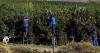 AYABONGA CAWE  | Farmers struggle to fill jobs after migrant ‘deadline’
