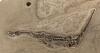 Scientists Discover Rare 3D Snake Fossil That Changes What We Know About Early Snakes