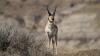 2026 North Dakota Pronghorn Season Set