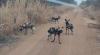 First sighting of African wild dogs in Malawi national park in more than 10 years