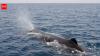 Scientists tagged sperm whales off Norway and found they release gas bubbles while sleeping vertically to remain suspended below the ocean surface