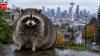 Meet Jimothy, the viral Seattle raccoon whose rare spine condition turned him into an internet sensation