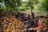 Lindt Faces US Lawsuit Over Alleged Child Labour in West African Cocoa Supply Chain