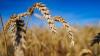 Kazakhstan eyes higher grain exports to Morocco
