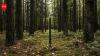 2,700-year-old sword found standing upright in a Polish forest may reveal a forgotten Bronze Age ritual