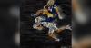 Bozeman artist turns Montana State championship glory into canvas gold