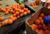 Walter Shiba | How SA citrus exporters beat Spain – and what happens next