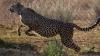 South Africa relocates six cheetahs to Zambia to restore species