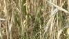 Idaho grain crops show resilience despite drought and pests