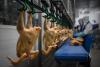 Brazil poultry exporters reject South African dumping claims