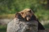 How Did a Bear End up on Top of a Power Pole? New Mexico Incident Ends Tragically
