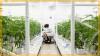 'Rescheduling' cannabis would ease restrictions on science, opening the door to the largest investment in cannabis research we've seen to date