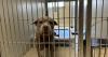 Screwworm restrictions are slowing transports of dogs and cats from crowded shelters