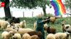 German farmer saves 'gay' sheep from slaughter and uses proceeds to help people flee homophobic persecution