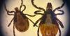 What to know about Finland's spiking tick population and TBE cases