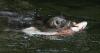 Congress weighs killing more seals, sea lions to save salmon