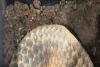 Indonesia targets international network in pangolin smuggling case