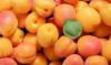 Apricot production and quality have increased in Moldova