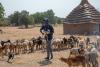 FAO presents new strategic model to tackle transboundary animal diseases