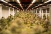 Bankrupt weed company lays off 86 people at Vineland grow sites