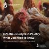 Department of Agriculture – Issues Advisory on Infectious Coryza in Poultry Flocks