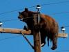 Viral video: Bear climbs power pole in New Mexico