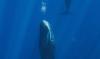 Sperm whales release bubbles to regulate buoyancy and sleep floating vertically, scientists discover