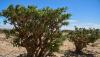 Oman adopts new national standards for frankincense products to boost global quality