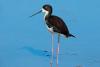 Hawaiian stilts reclassified to threatened species from endangered