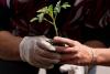 Free gardening activities for families and communities in Luton this summer