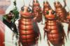 Who are the ‘cockroaches’ behind the mass demonstrations in India, and what do they want?