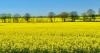 Tennessee canola acres increase in 2026