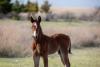 National study to give snapshot of equine industry 
