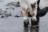 West Virginia Department of Health advises residents cleaning up following severe flooding to protect themselves from injury and illness