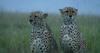 Inside Force of Nature and how ITV’s new series puts animals at the forefront of climate change
