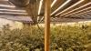 Dudley raid uncovers cannabis farm and weapons as man, 50, arrested