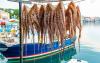 World’s first octopus farm scrapped over plans to freeze animals to death